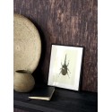 Casadeco|Papier peint planche de bois marron foncé style ethnique|Imitation Bois