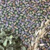 Caselio|Grün-Violette Blümchen-Tapete|Tapeten