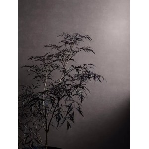 Caselio|Floral wallpaper in dusty pink|Wallpaper 2