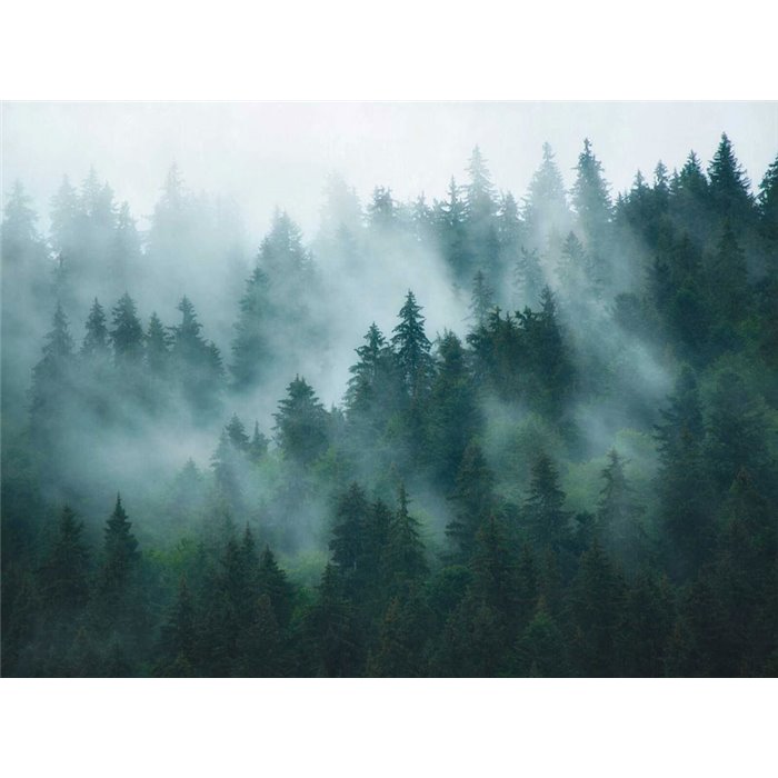Papeldecor|Wall mural misty forest|Wallmurals
