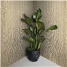 Marburg|Wallpaper modern golden silk effect|Metallics