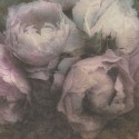 As Creation|Papier peint boutons de roses texture rose et blanc|Papier Peint
