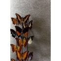 Khroma|Graphite grey iguana skin-effect Wallpaper|Skin Imitation