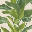 As Creation|Wallpaper large green leaves and climbing callas|Wallpaper